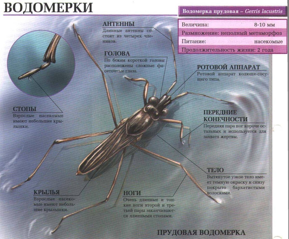 Стрекоза Макросъемка