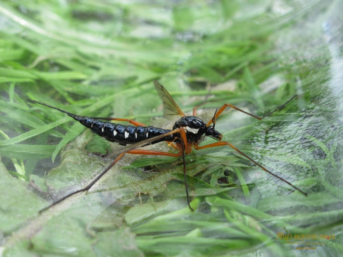Паук-рыболов паук доломедес рыболов