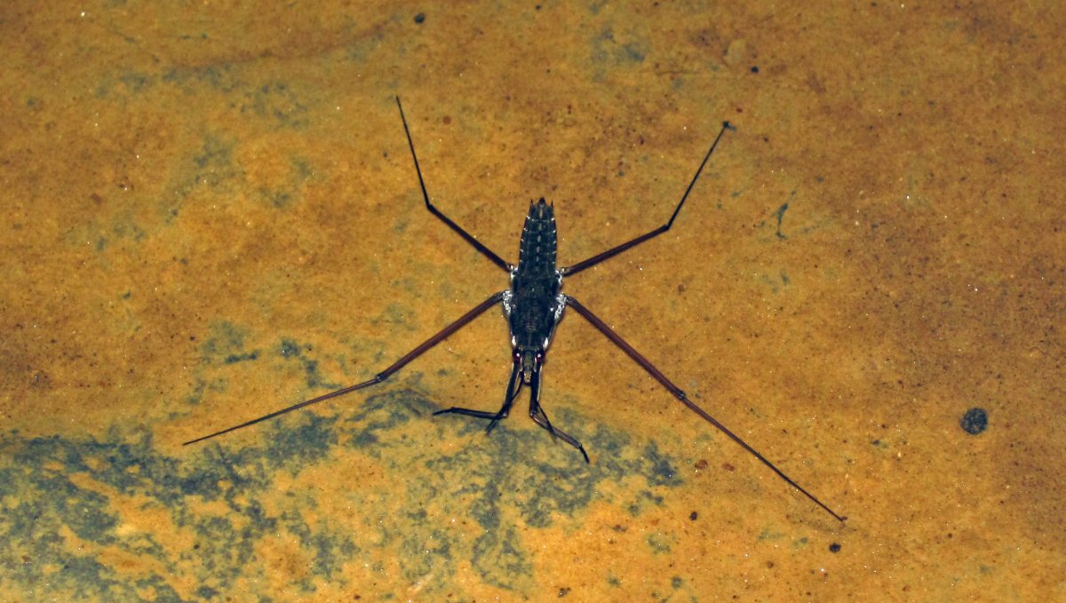 Личинка водомерки