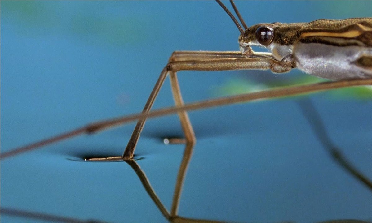 Жук плавунец Гладыш