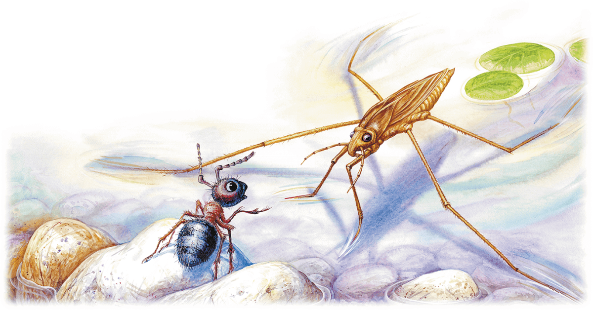 Механические насекомые Графика