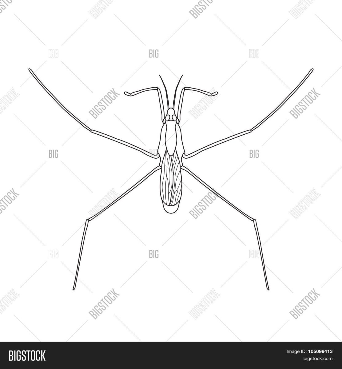 Гигантская Водомерка