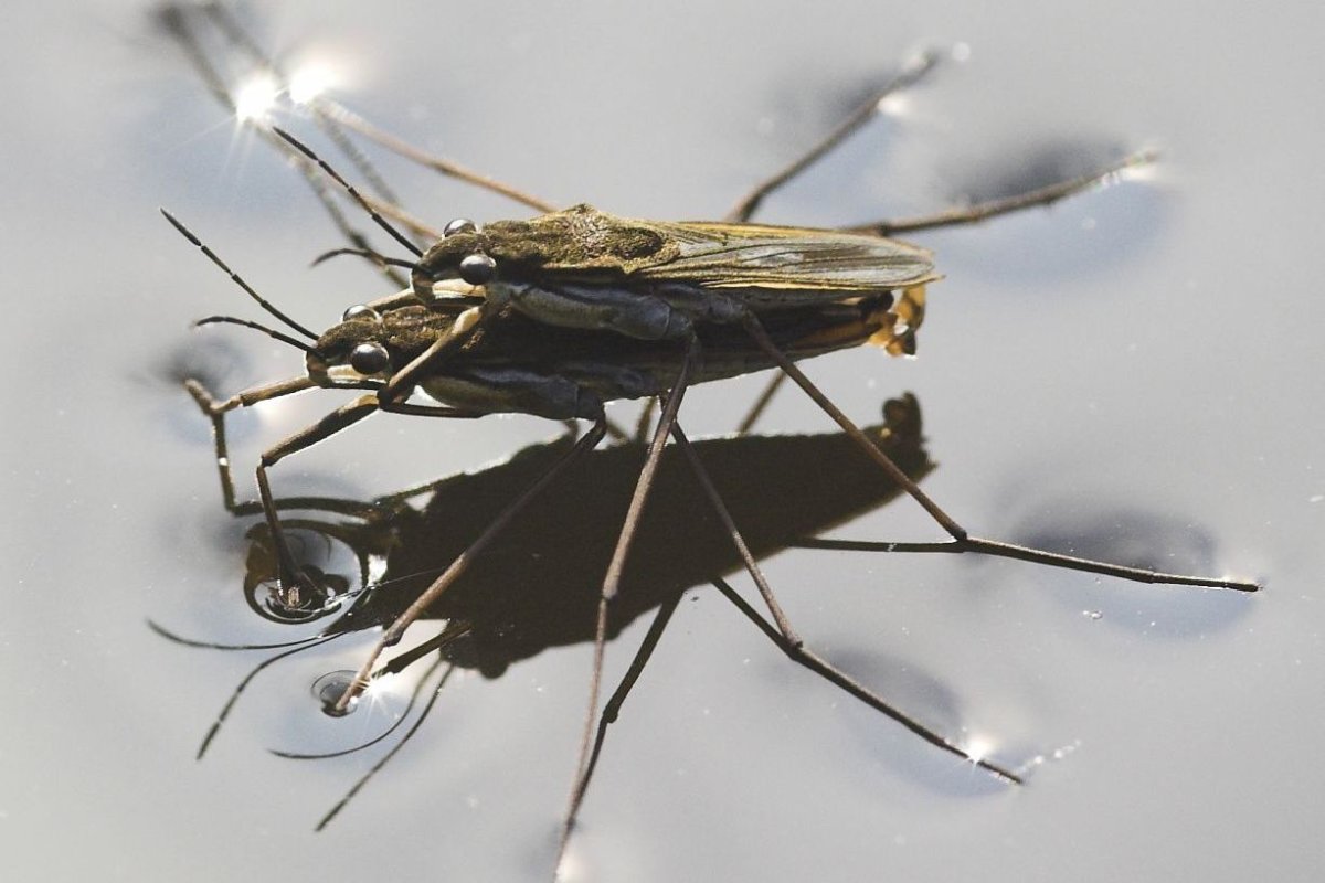 Водомерка Жук плавунец