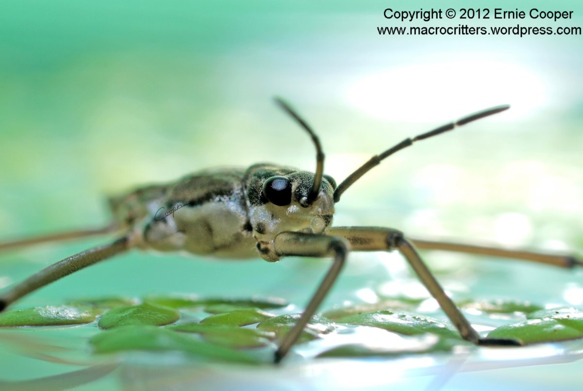 Водомерка Прудовая