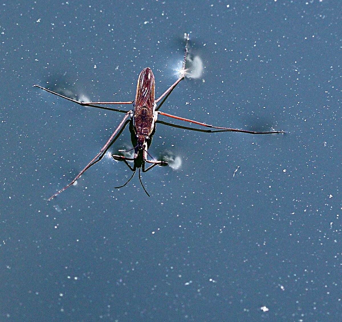 Водомерка на воде