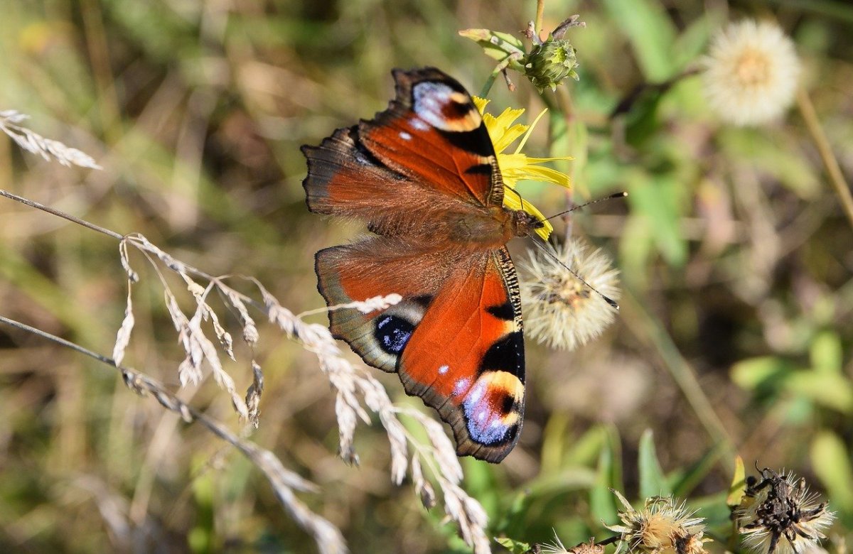 Бабочки Ванесса репейница