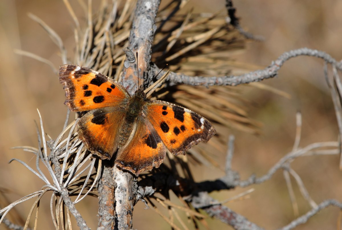 Бабочка Nymphalis xanthomelas.