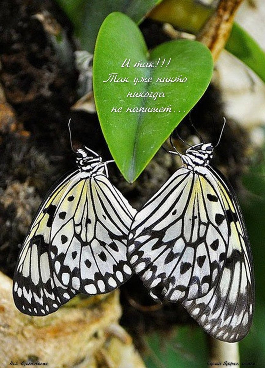 Насекомые и животные Луга