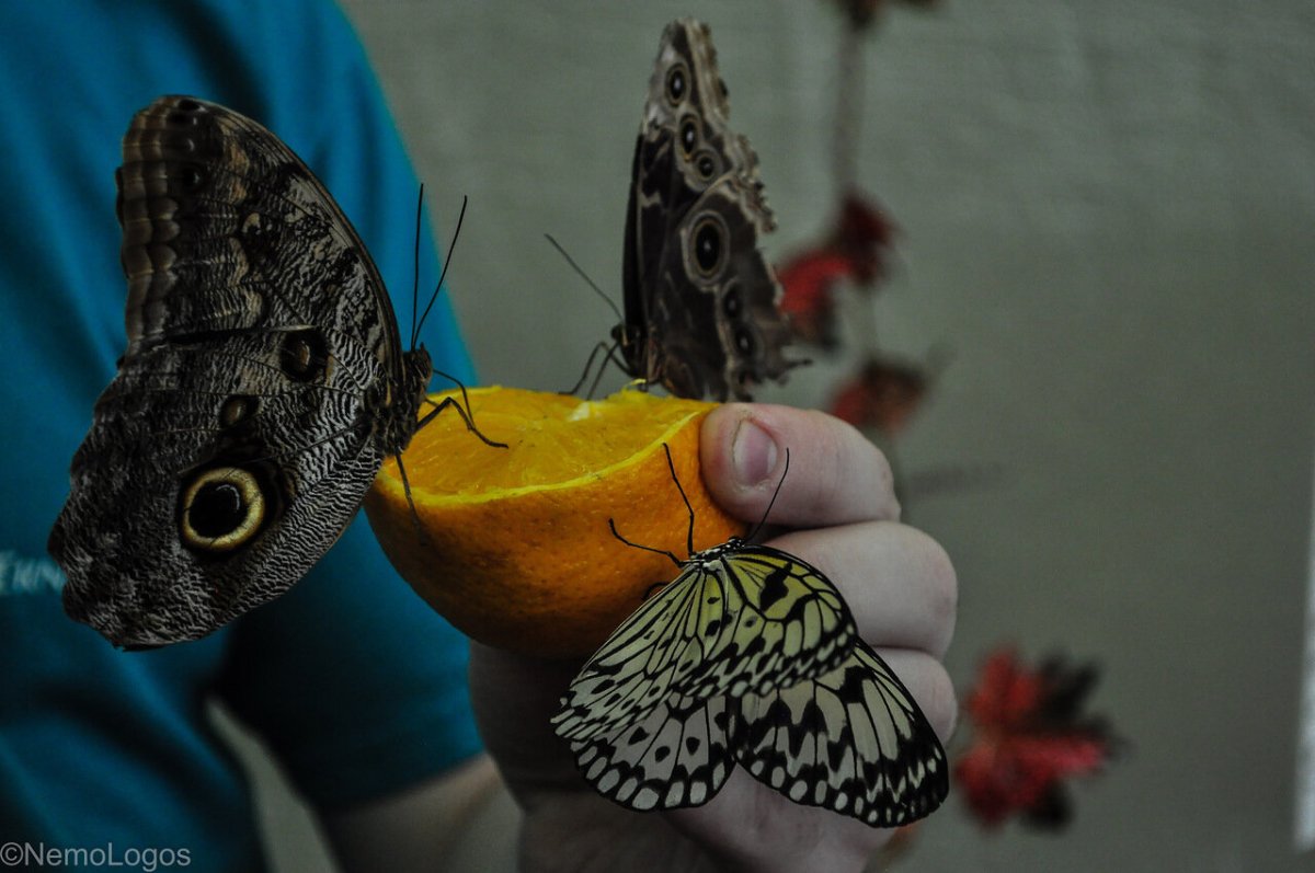 Мотыльки Восточной Сибири