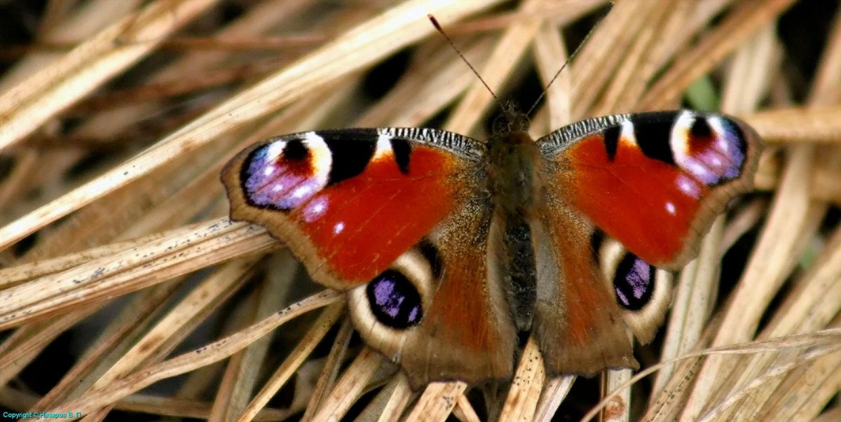 Бабочки Северо Запада