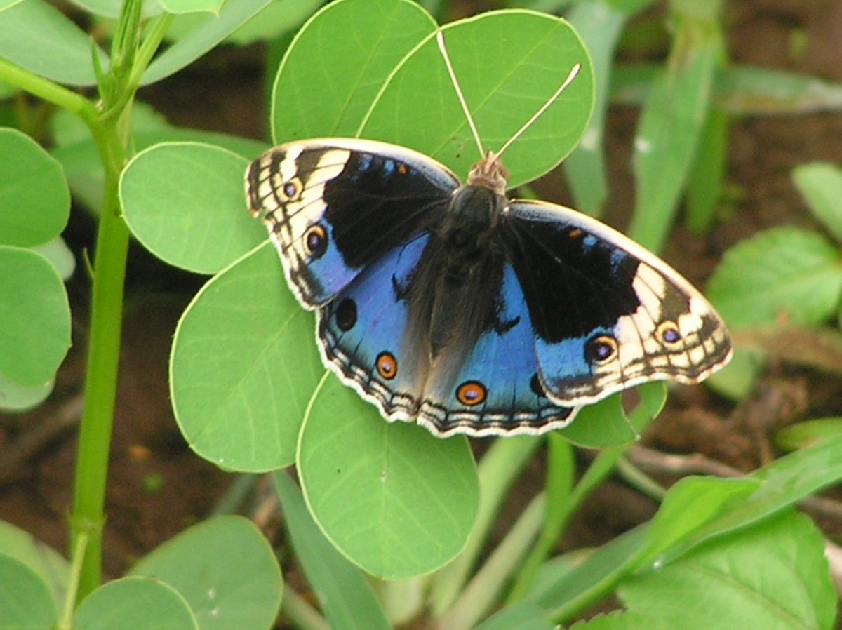 Сердце бабочки