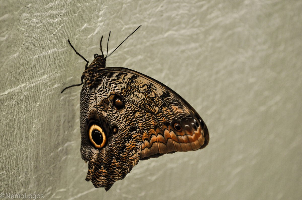 Бабочки Сибири