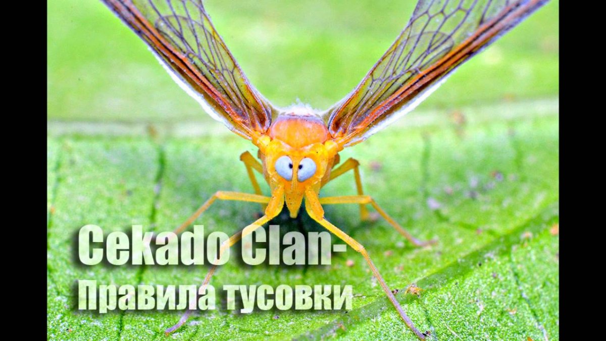 Косоглазая цикада