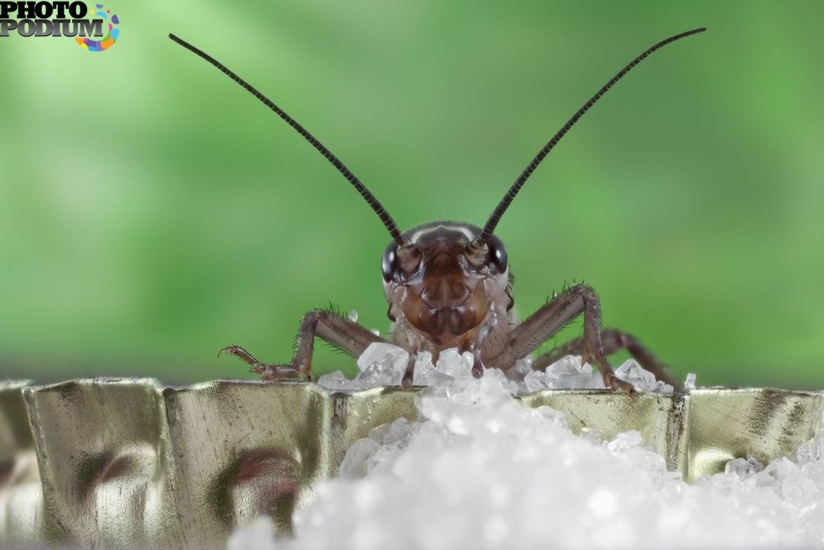 Паук кушает муху