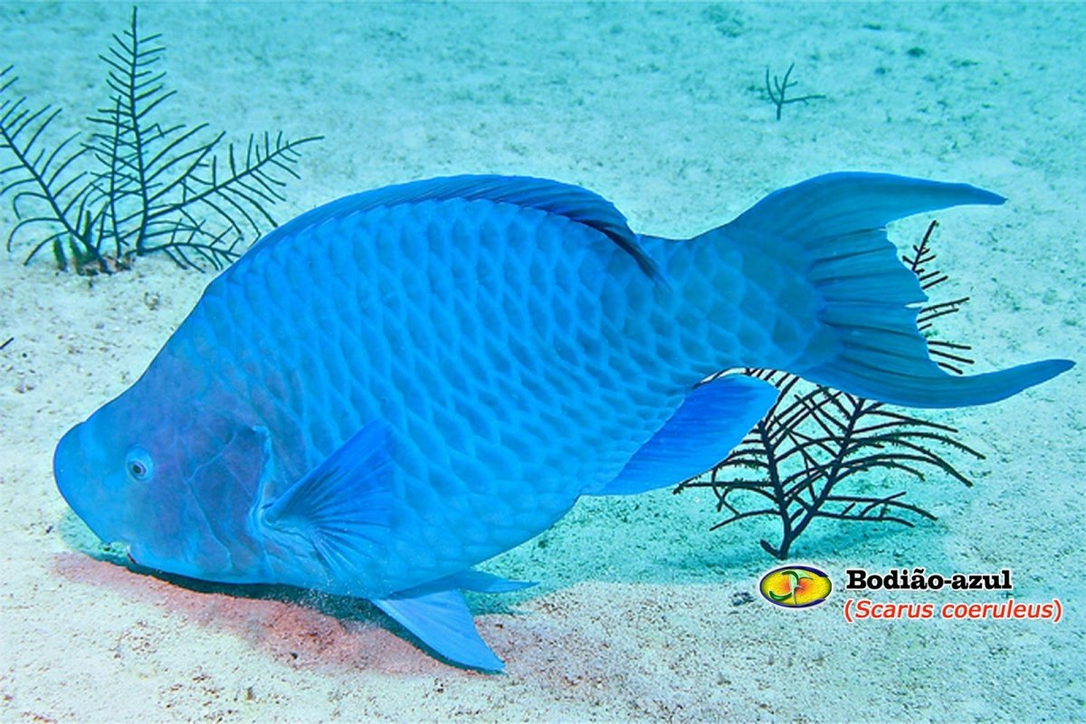 Рыба зебрасома синяя