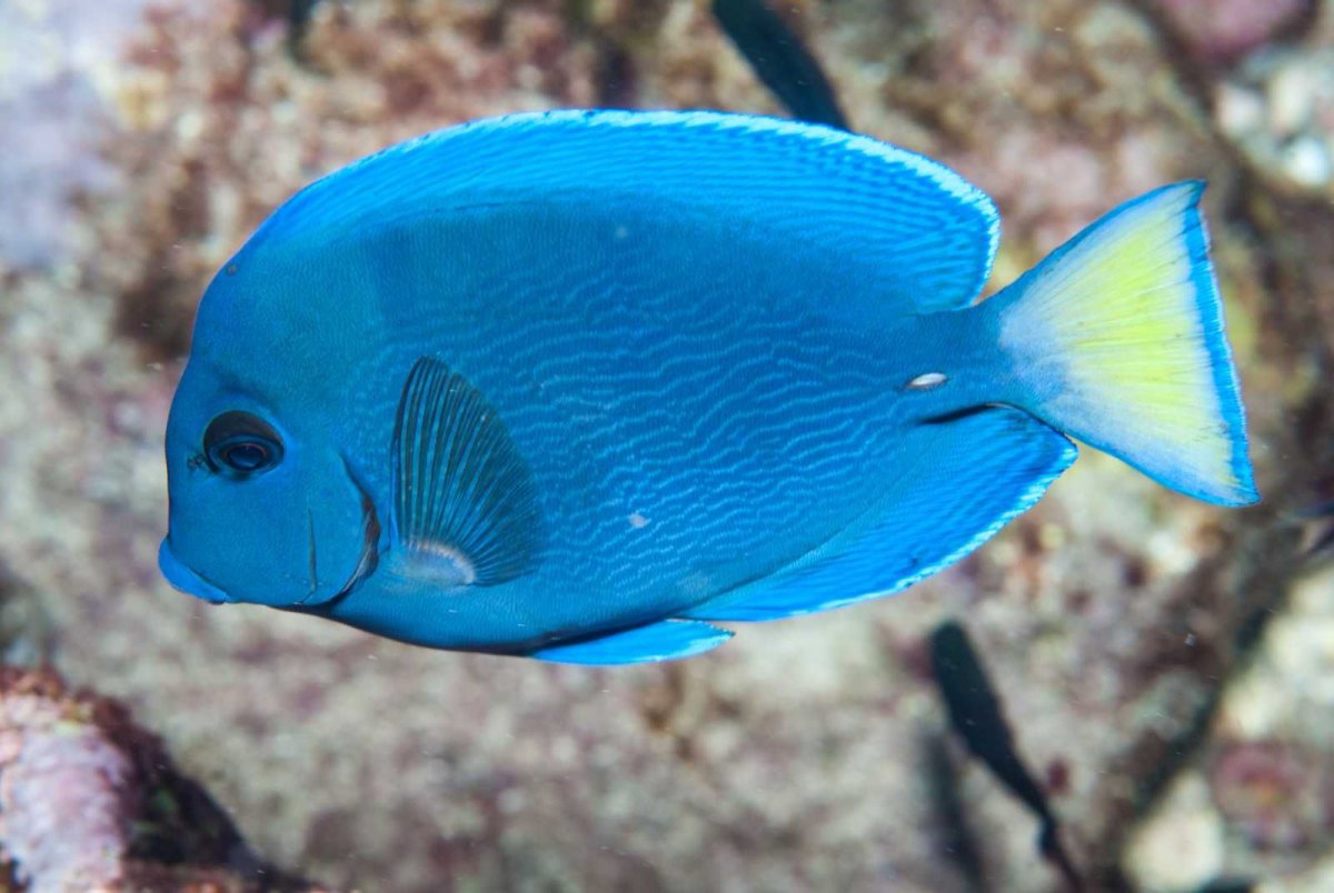 Acanthurus coeruleus (010c)