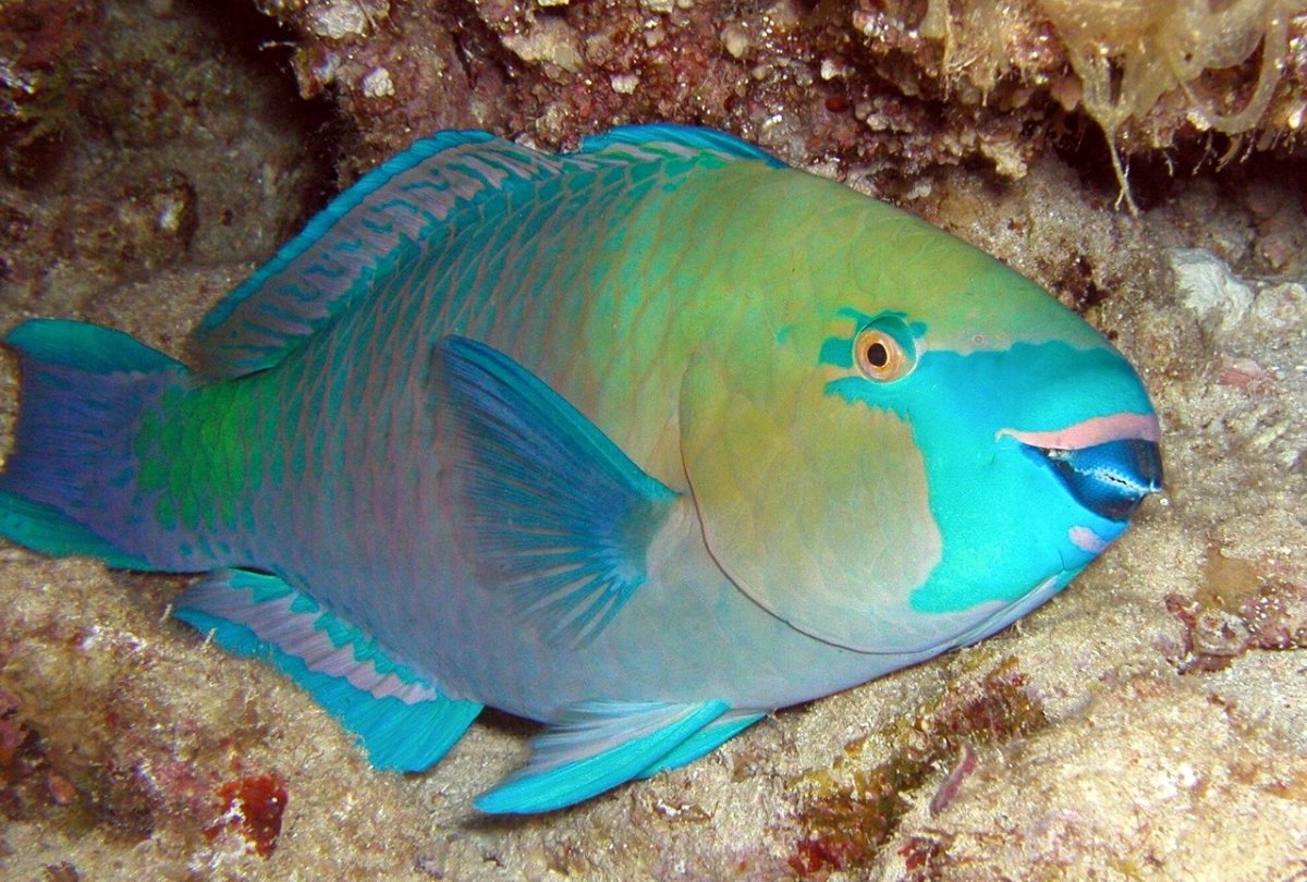 Зелёная шишколобая рыба-попугай