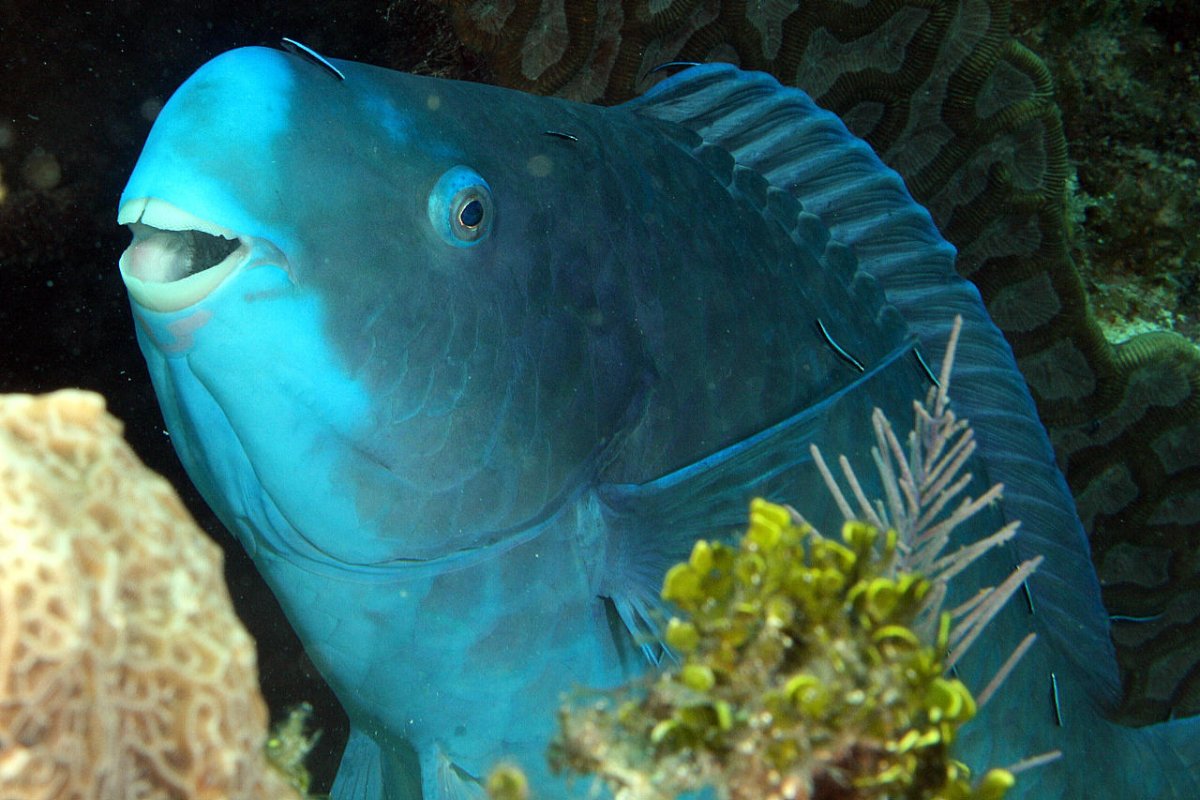 Хризиптера желтобрюхая (желто-голубая)