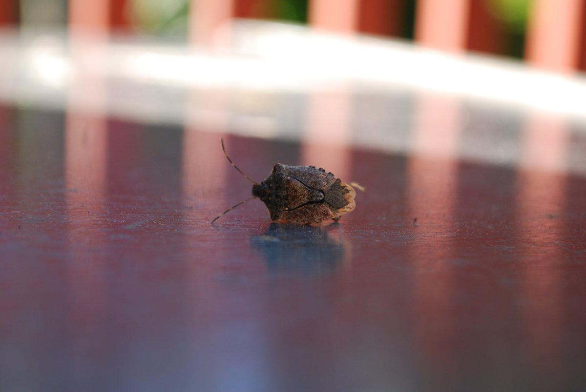 Клоп вонючка квартирный