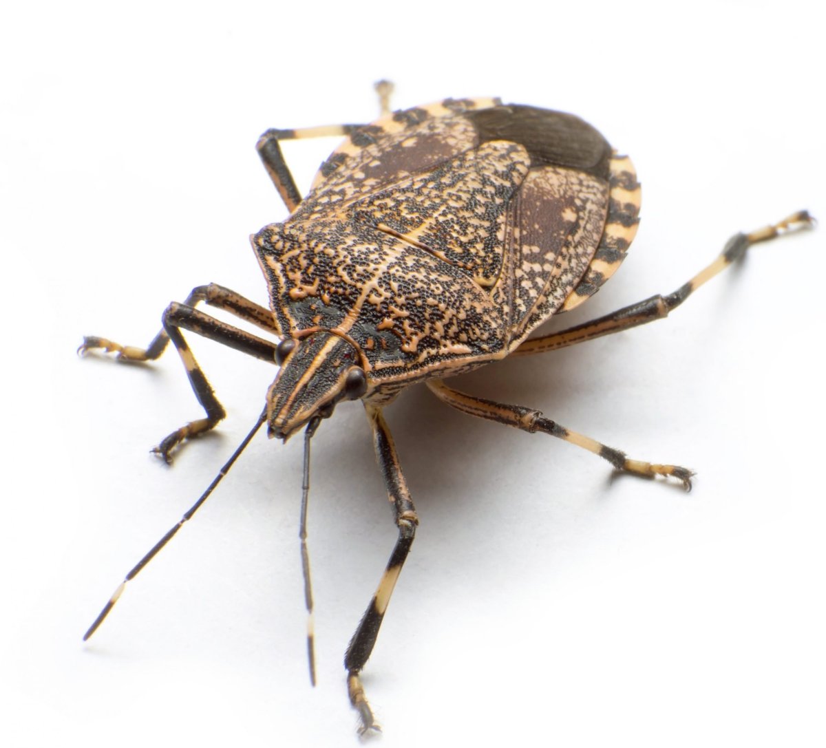 Коричный клоп