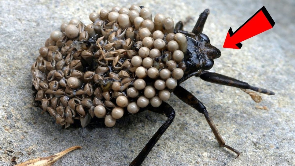 Halyomorpha halys Зин