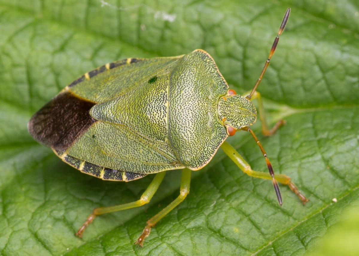 Pentatomidae семейство