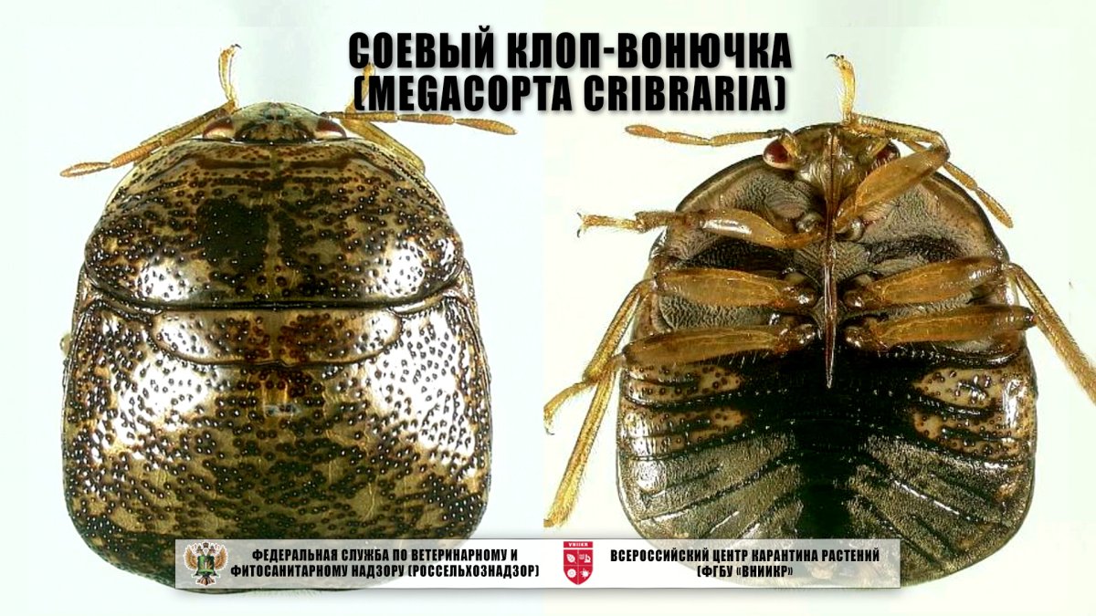 Вредители России