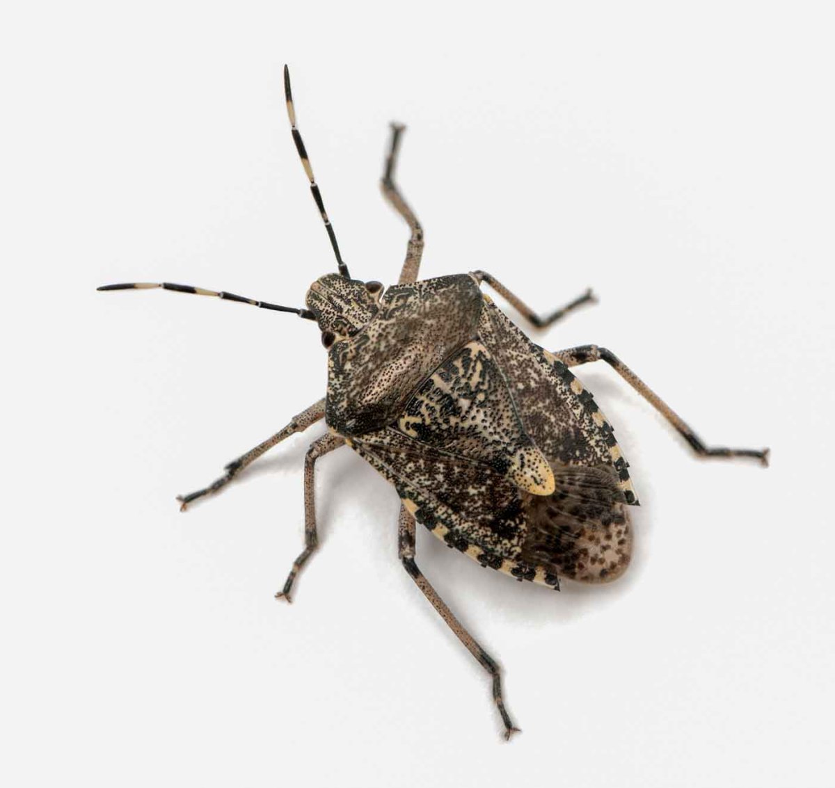 Европейский Жук вонючка