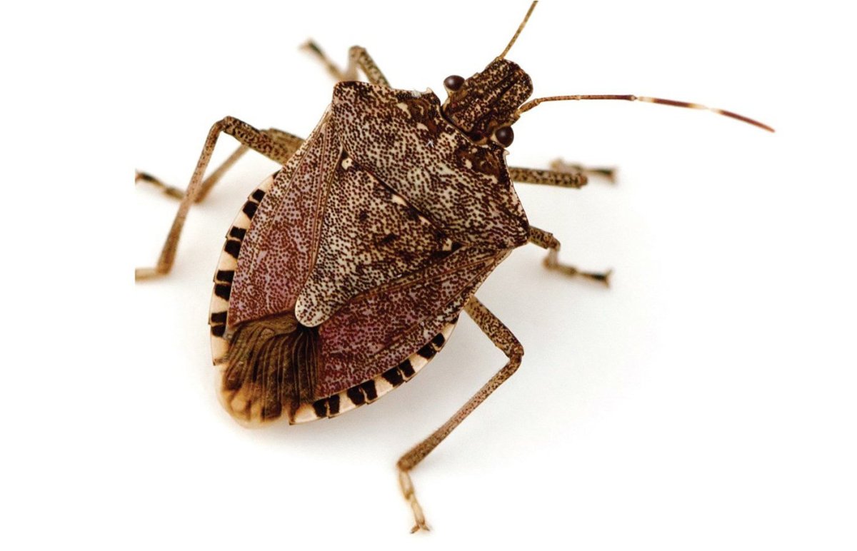 Коричневый мраморный вонючий клоп (Brown marmorated stink Bug (BMSB))