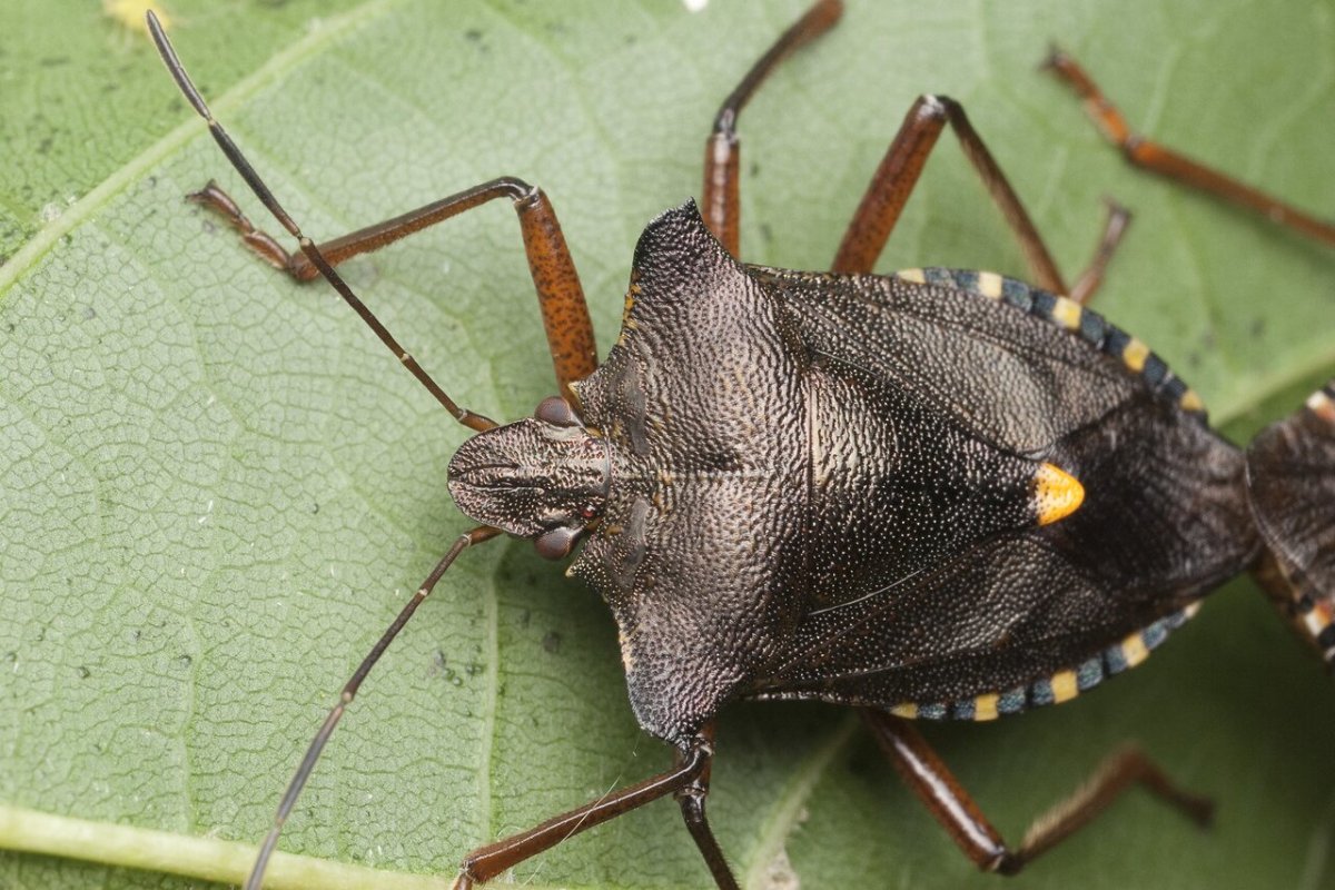 Вонючий Жук коричневый