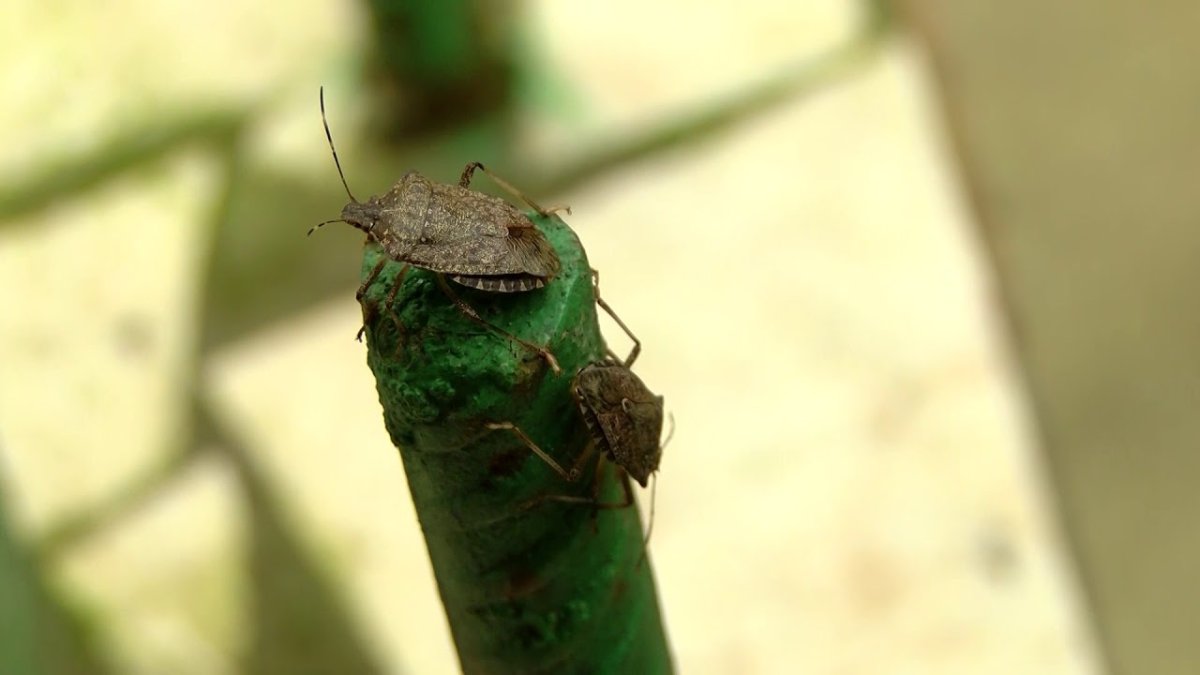 Клоп черепашка клубничный клоп