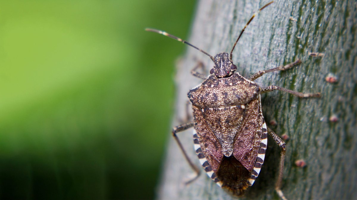 Коричневый мраморный вонючий клоп (Brown marmorated stink Bug (BMSB))