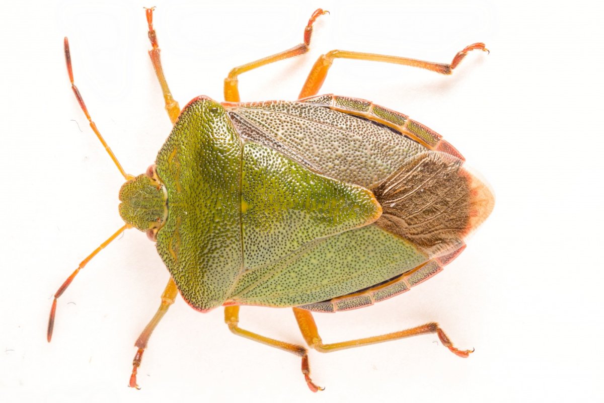 Зеленый Жук вонючка