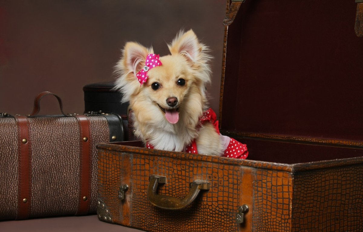 Собака с чемоданом