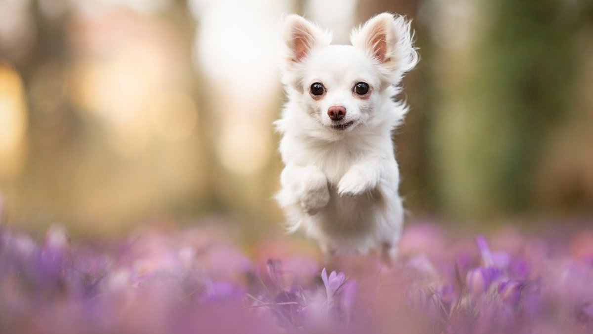 Маленькие милые собачки чихуахуа