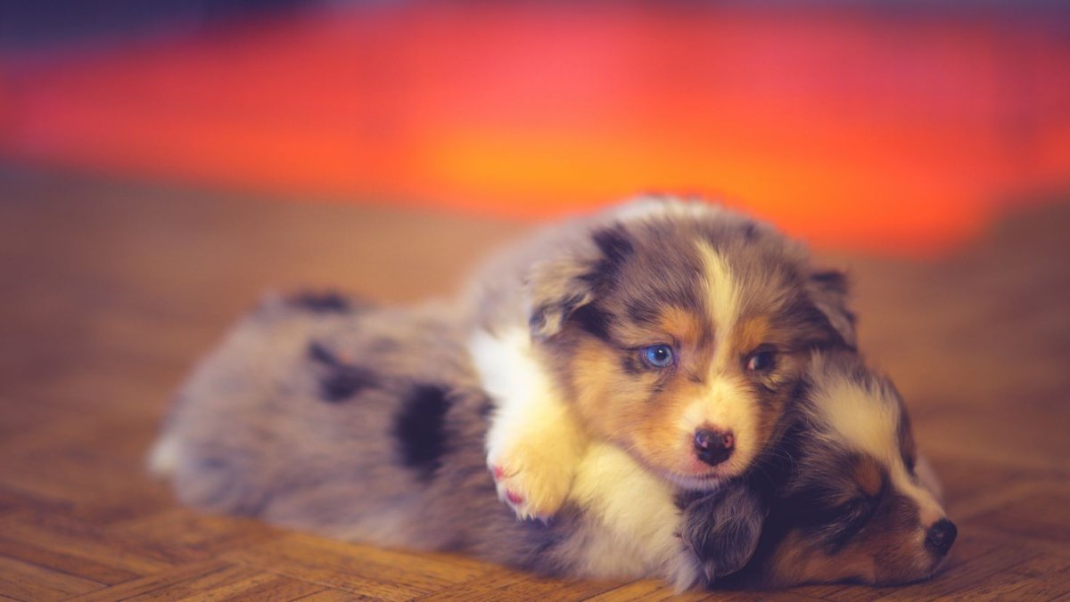 Померанский шпиц jiffpom белый