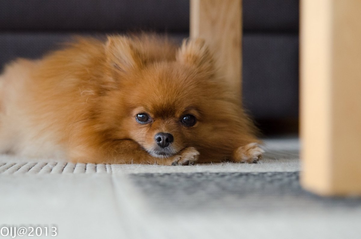 Кутята чихуахуа