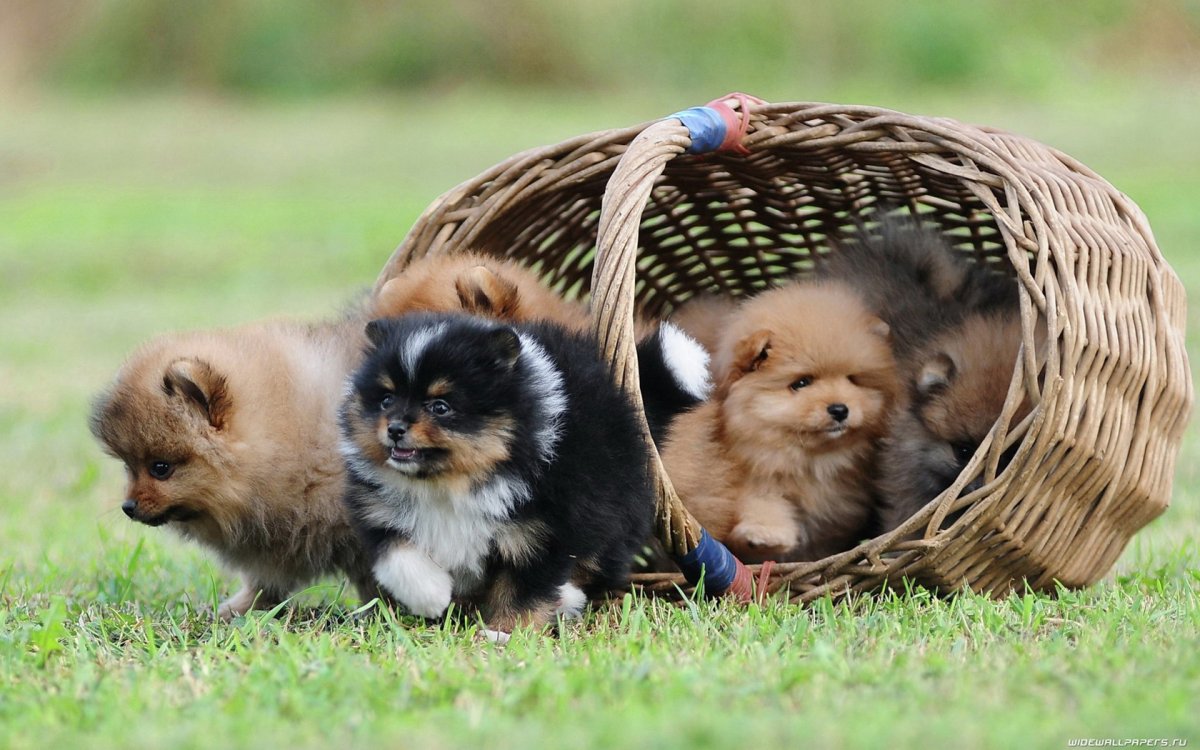 Шпиц в корзинке