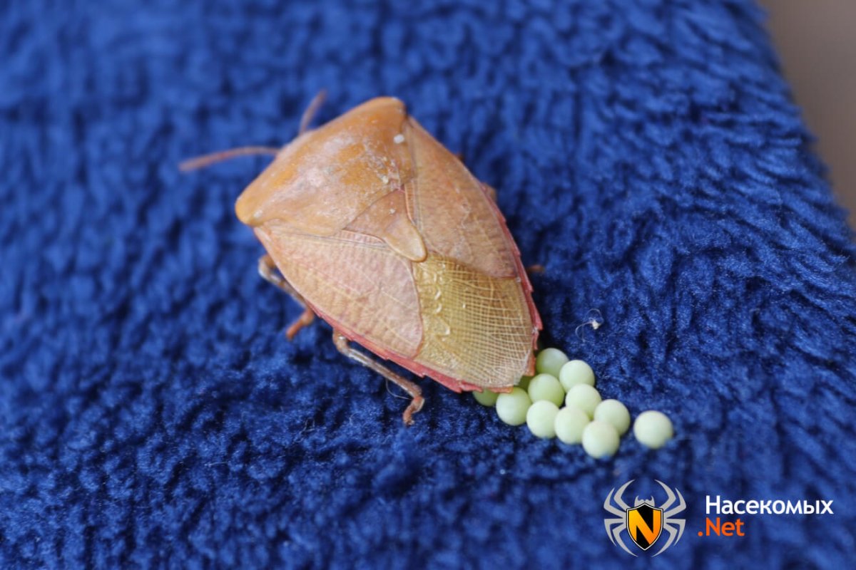 Яйца клопа вонючки