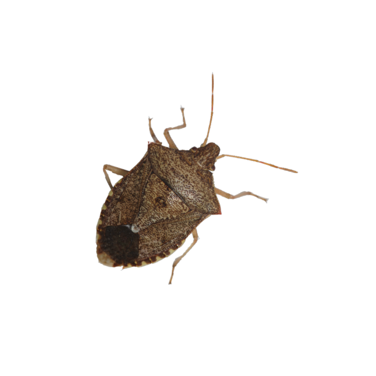 Черепашка клоп вонючка