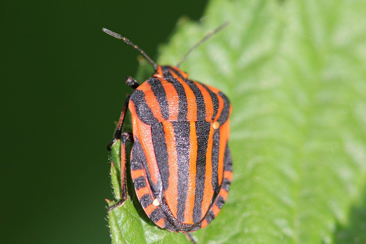 Виды домашних насекомых