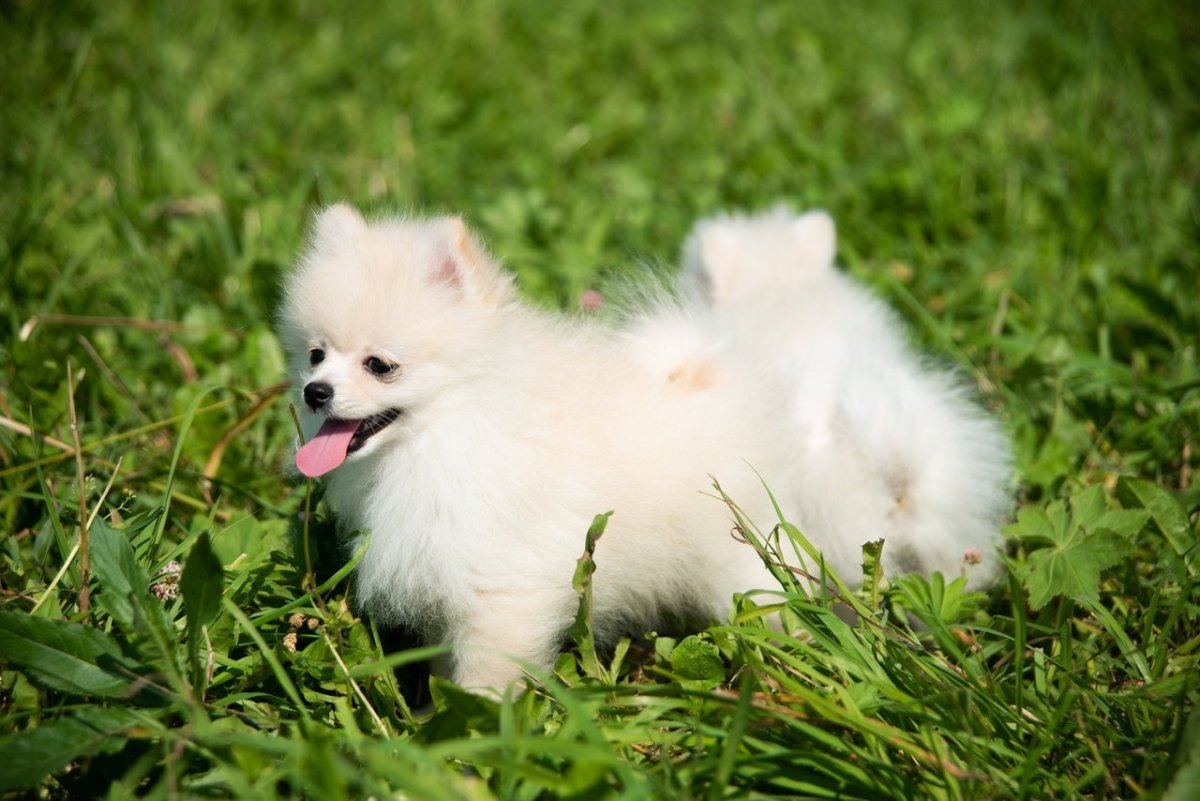 Померанский шпиц Беленький