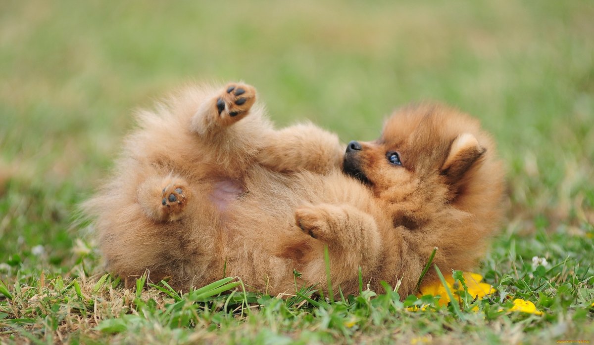 Чихуахуа Мексика