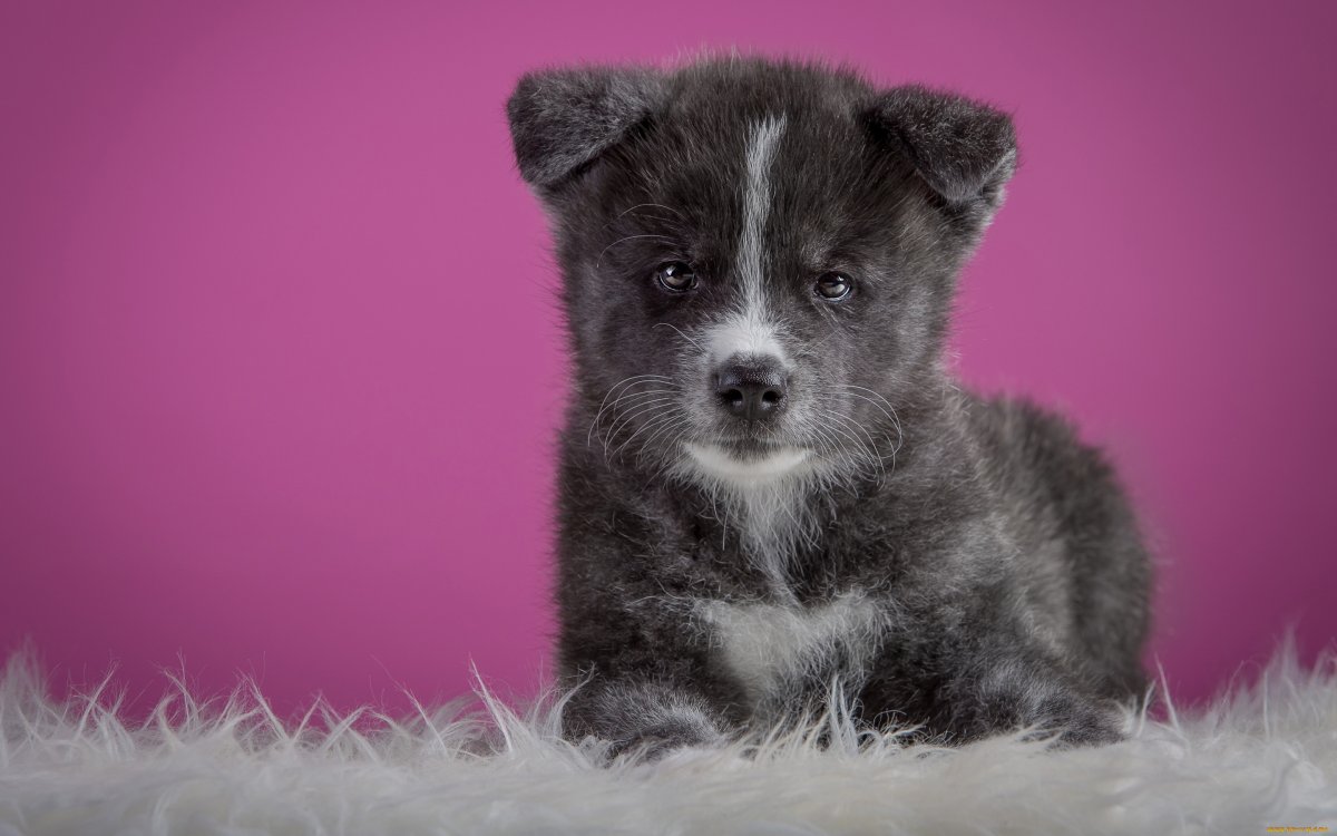 Акита ину серая щенок