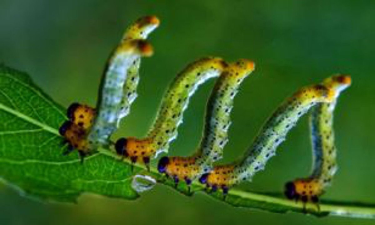 Гусеница палочник