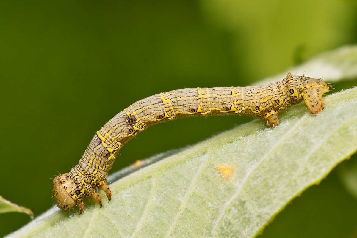 Пяденица шелкопряд бурополосая