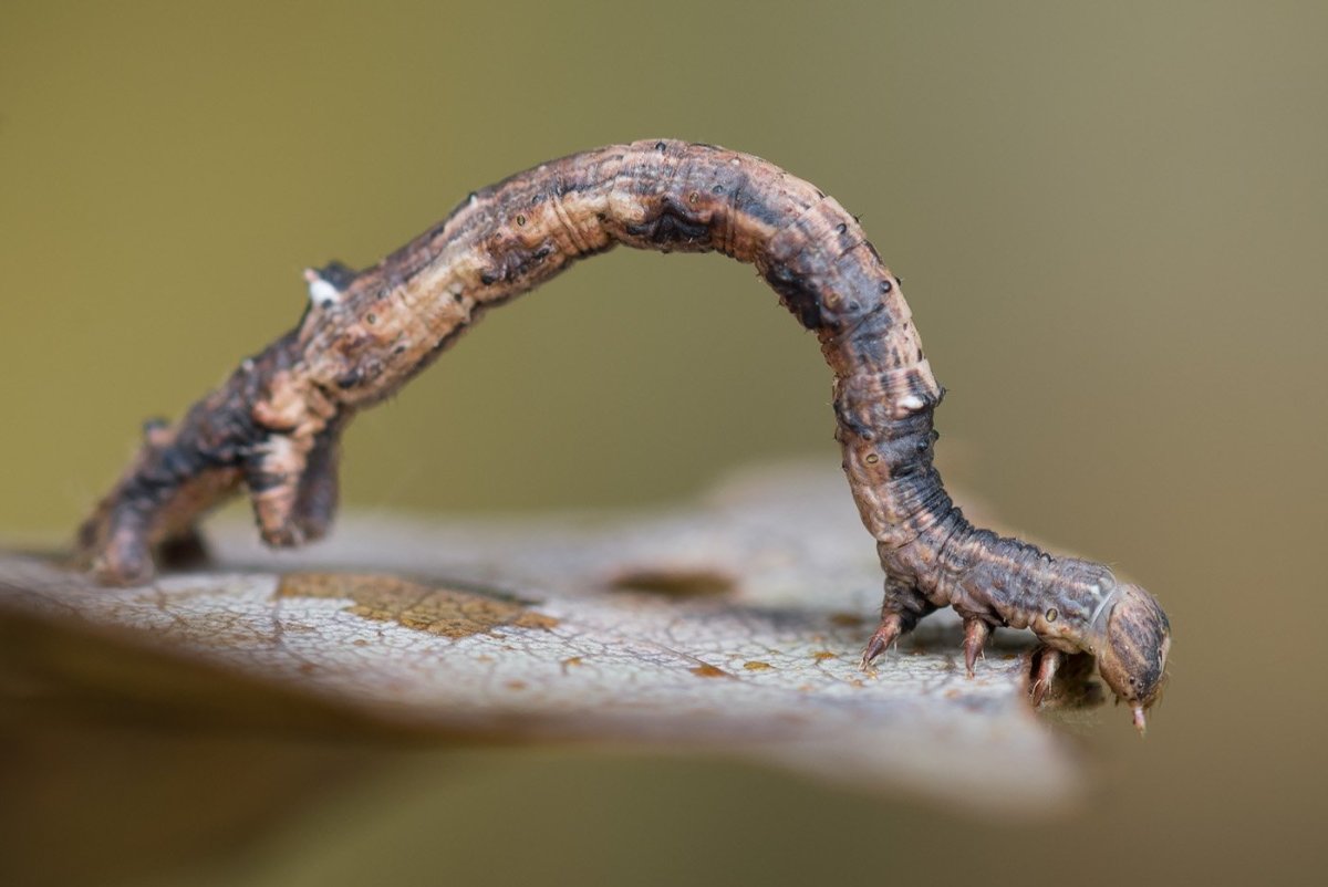 Личинка гусеницы пяденицы