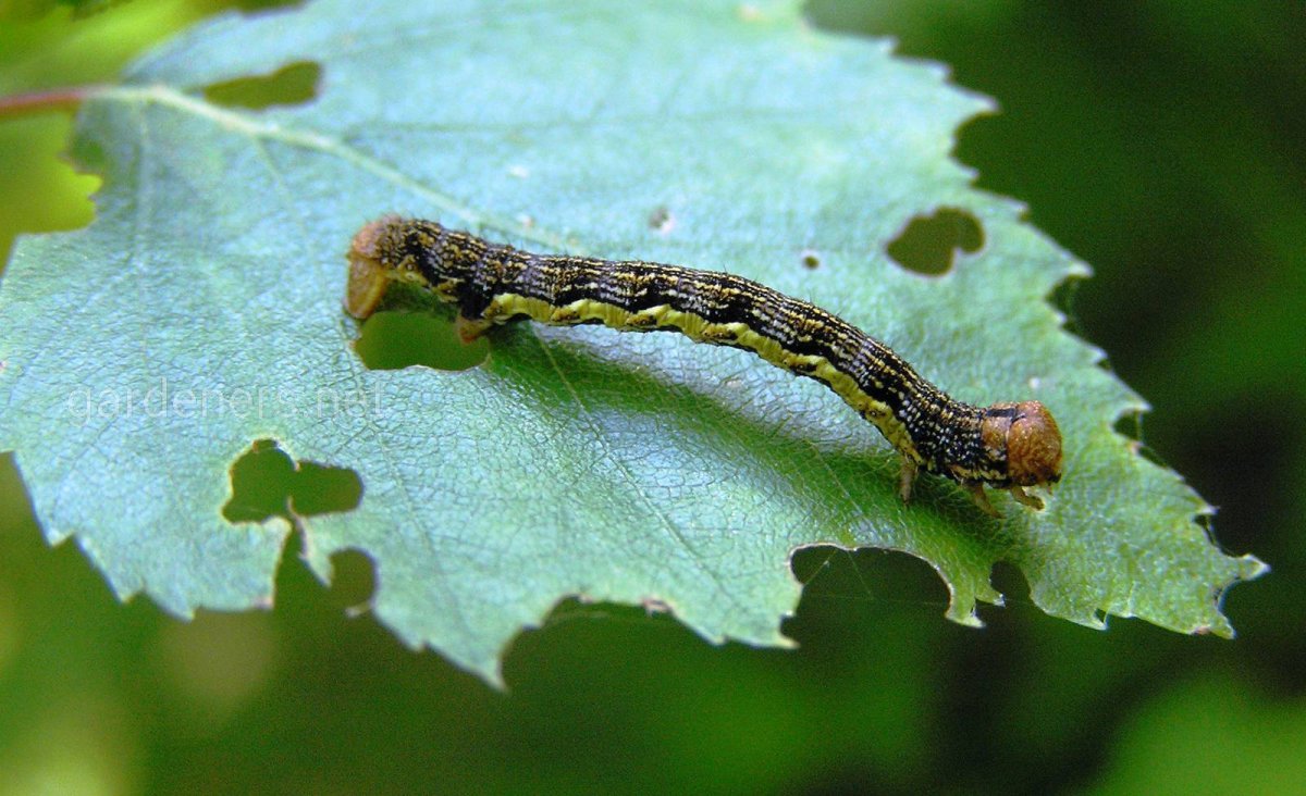 Гусеница березовой пяденицы