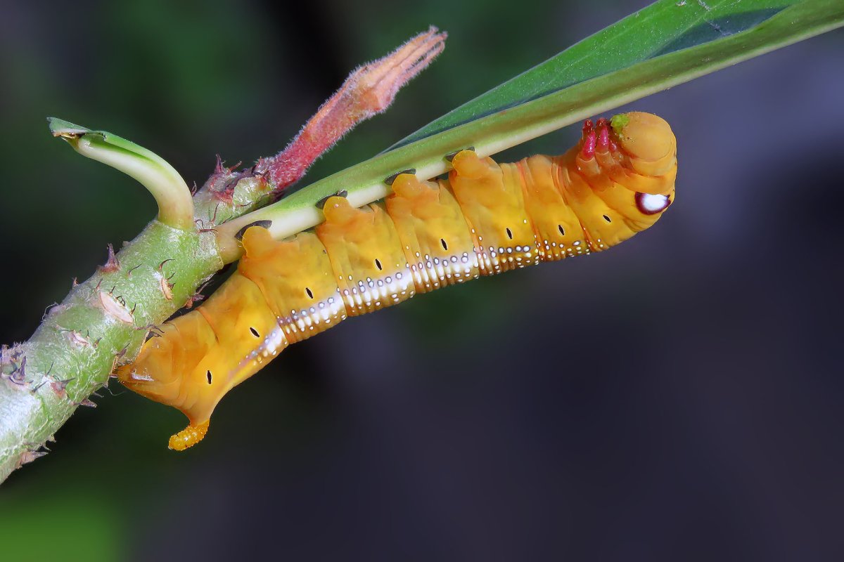 Стеблевой кукурузный мотылек гусеница