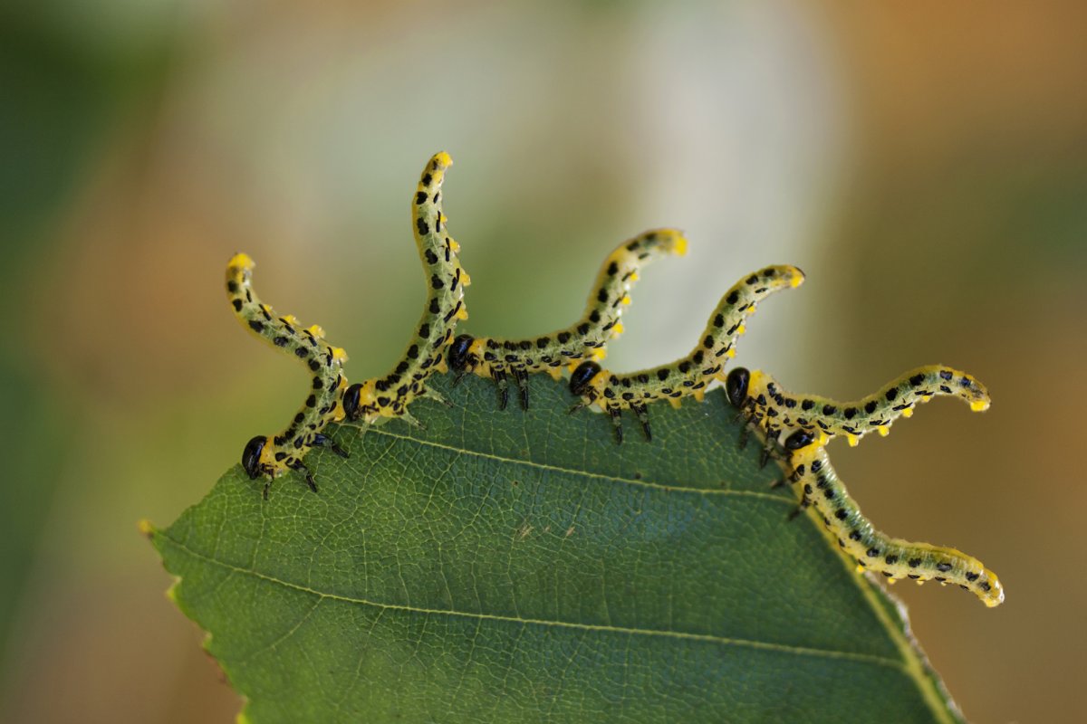 Гусеница на листике